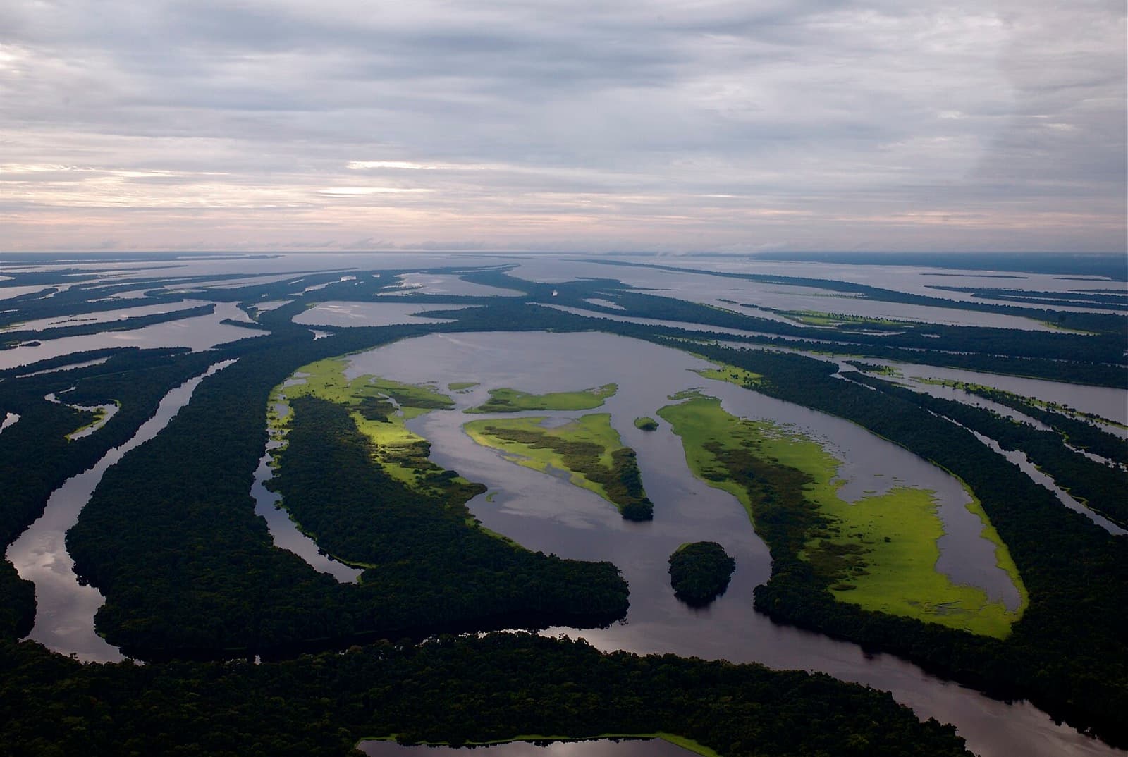 Aerial view of the Anavilhanas archipelago on the Rio Negro, with forest islands and winding dark channels