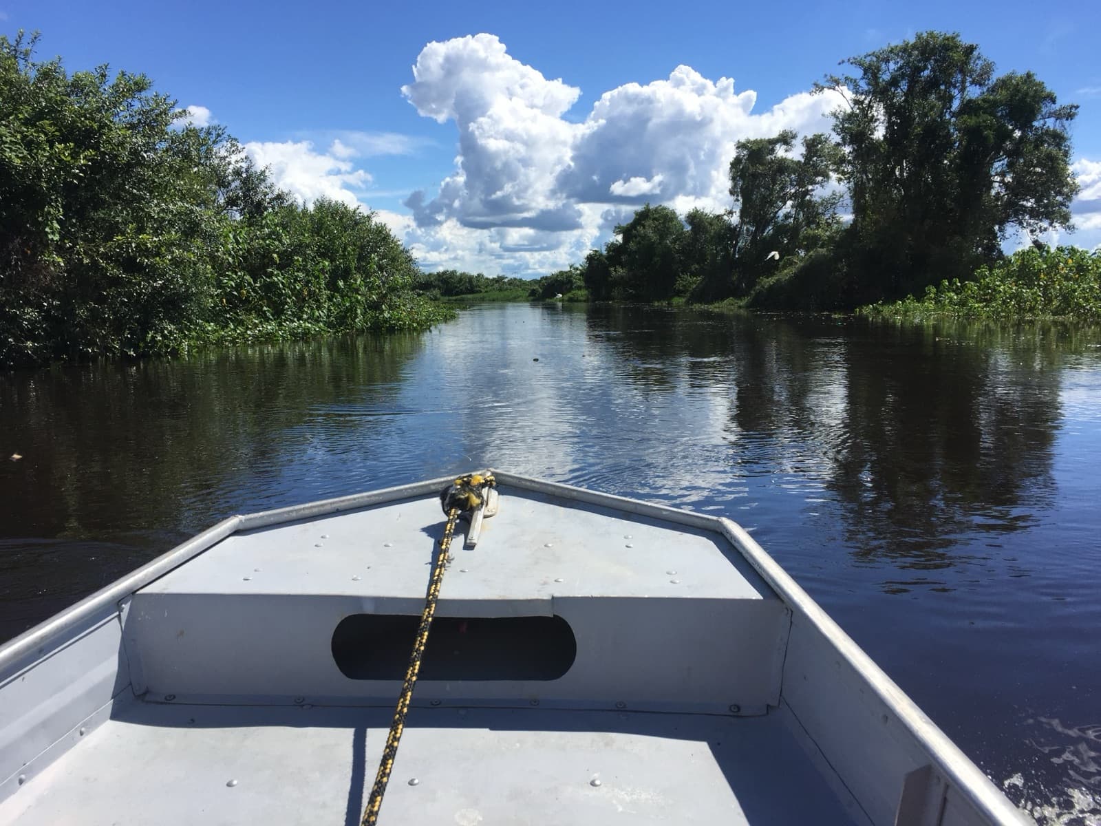 View forward from the bow of a small aluminium boat on a narrow Pantanal river channel, green banks on both sides and a white egret in flight