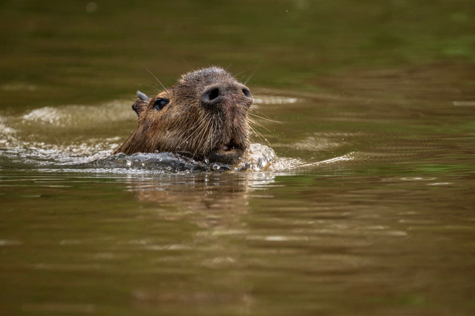 Capybara swimming with only its head above the green water of a river in Encontro das Águas State Park, Mato Grosso