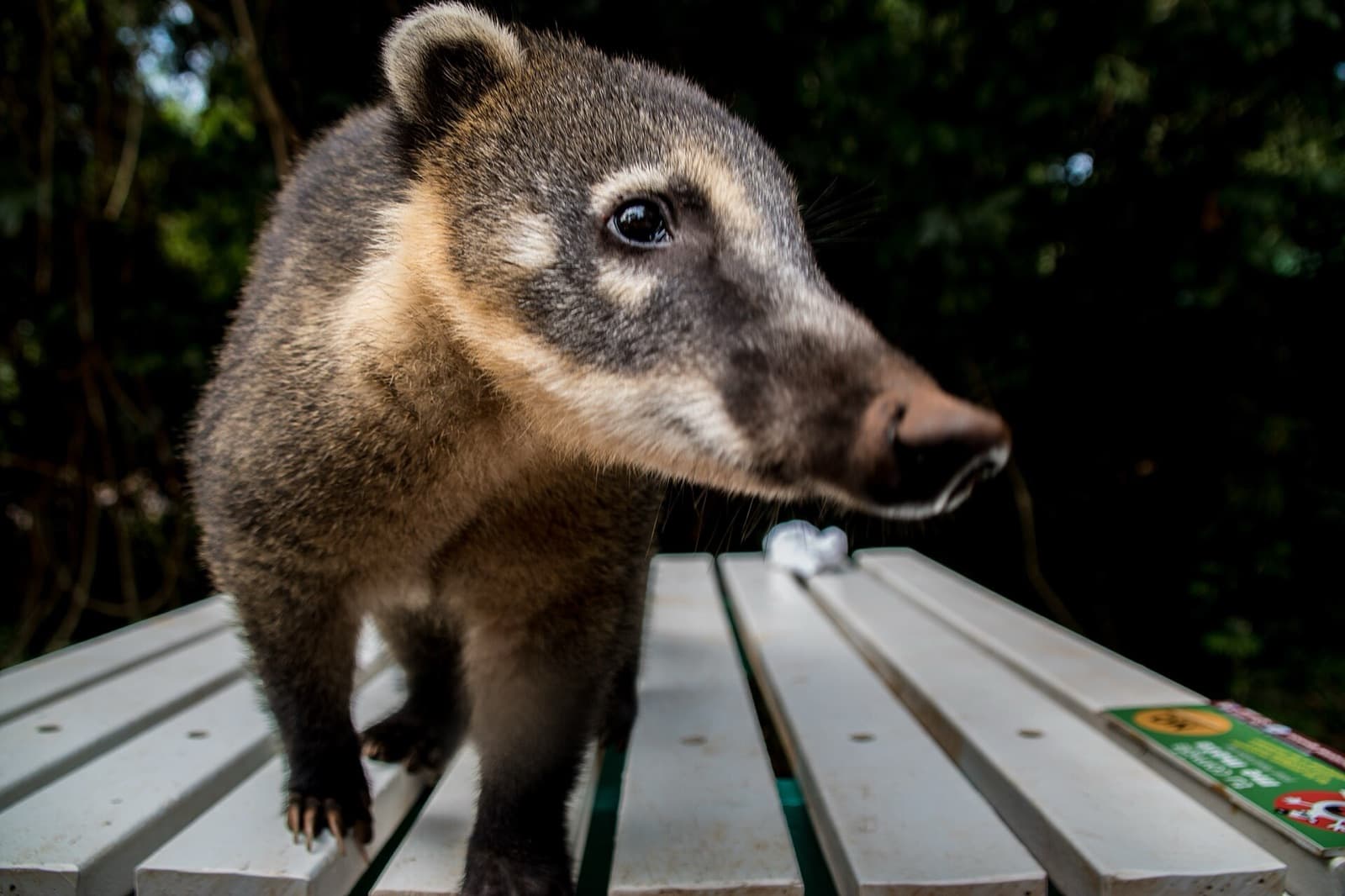 A coati standing on a picnic table in Iguazu Falls national park, looking for food to snatch