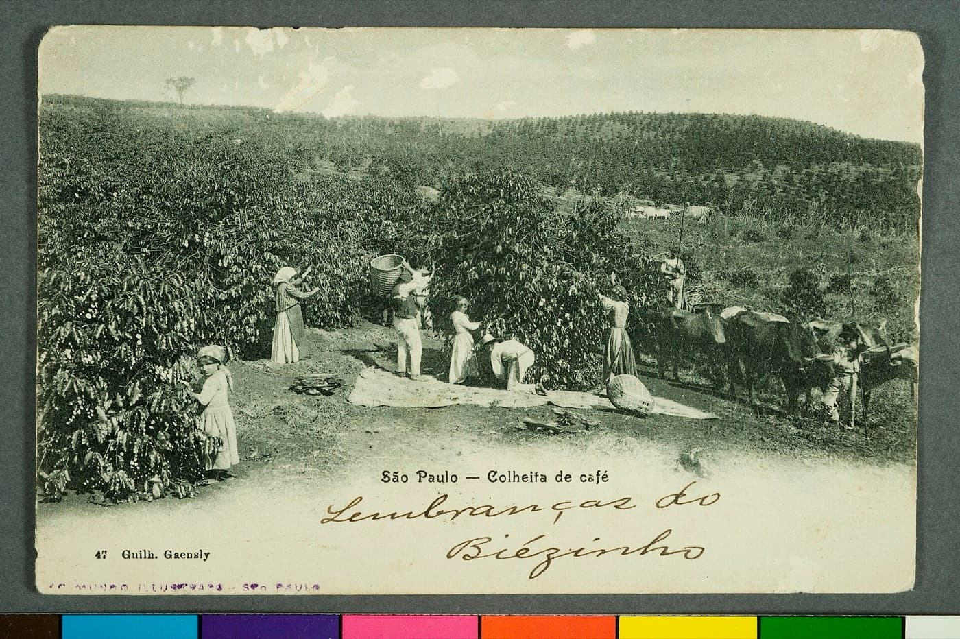 Early 1900s postcard photograph of workers harvesting coffee between rows of coffee trees in São Paulo state, titled São Paulo, Colheita de Café