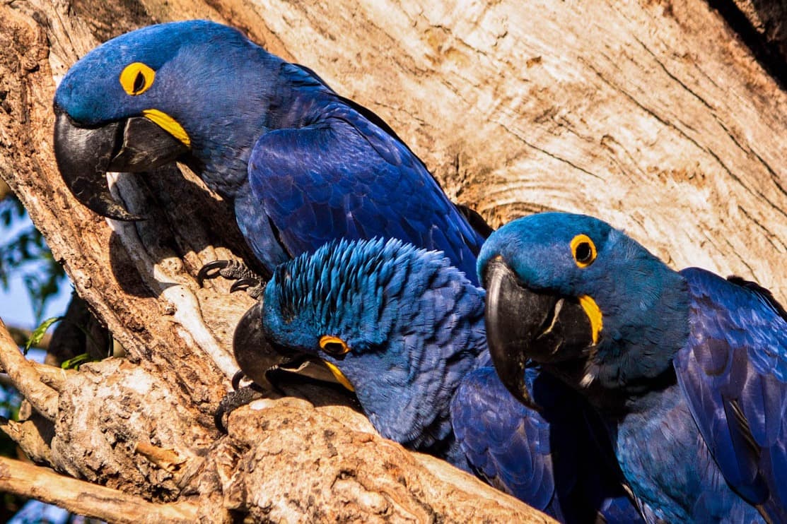 Two adult hyacinth macaws flanking their chick at a nest in a hollow trunk at Porto Jofre, Mato Grosso