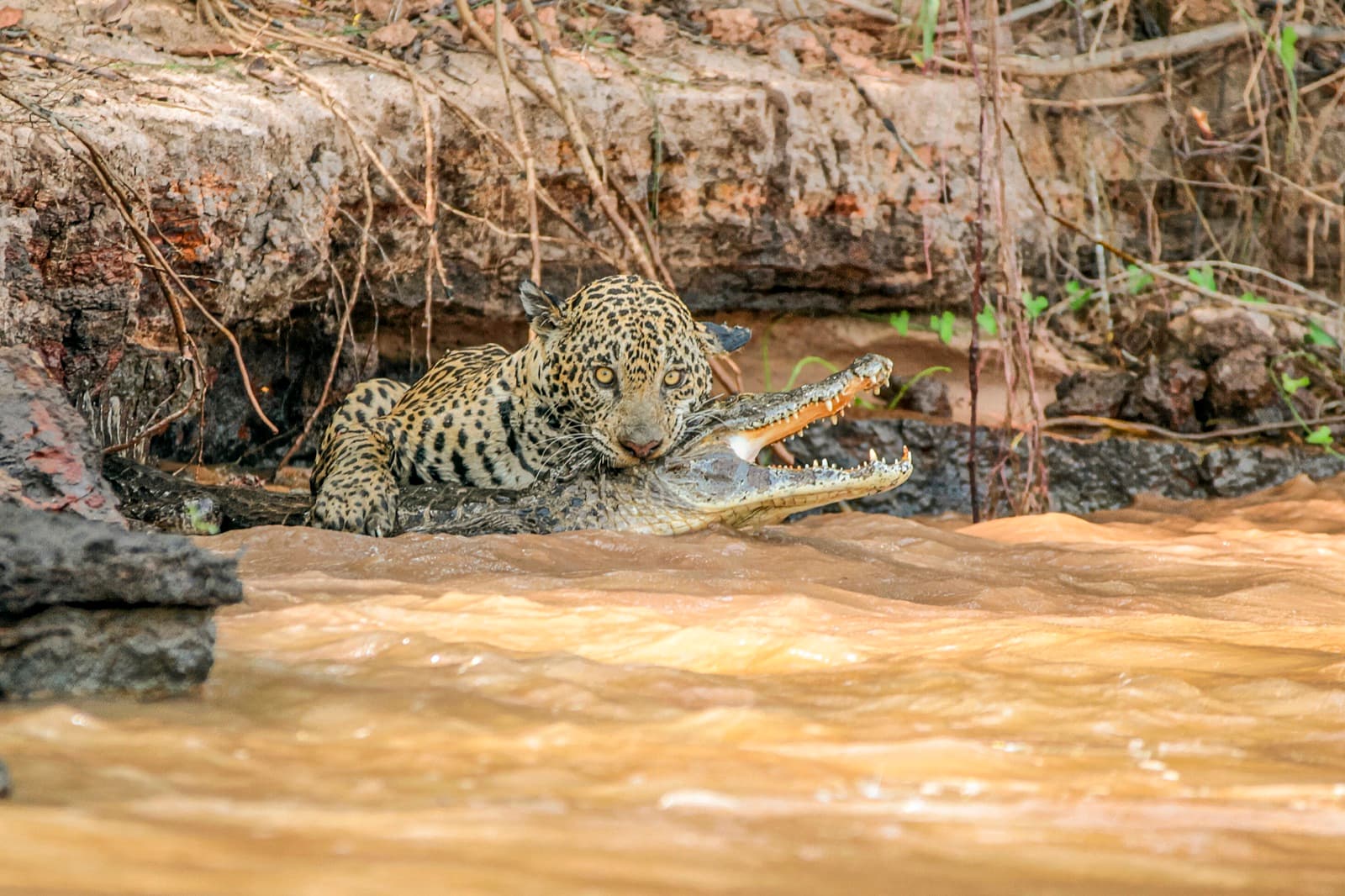Jaguar at the edge of a muddy Pantanal river holding a caiman in its jaws, looking towards the camera from the riverbank