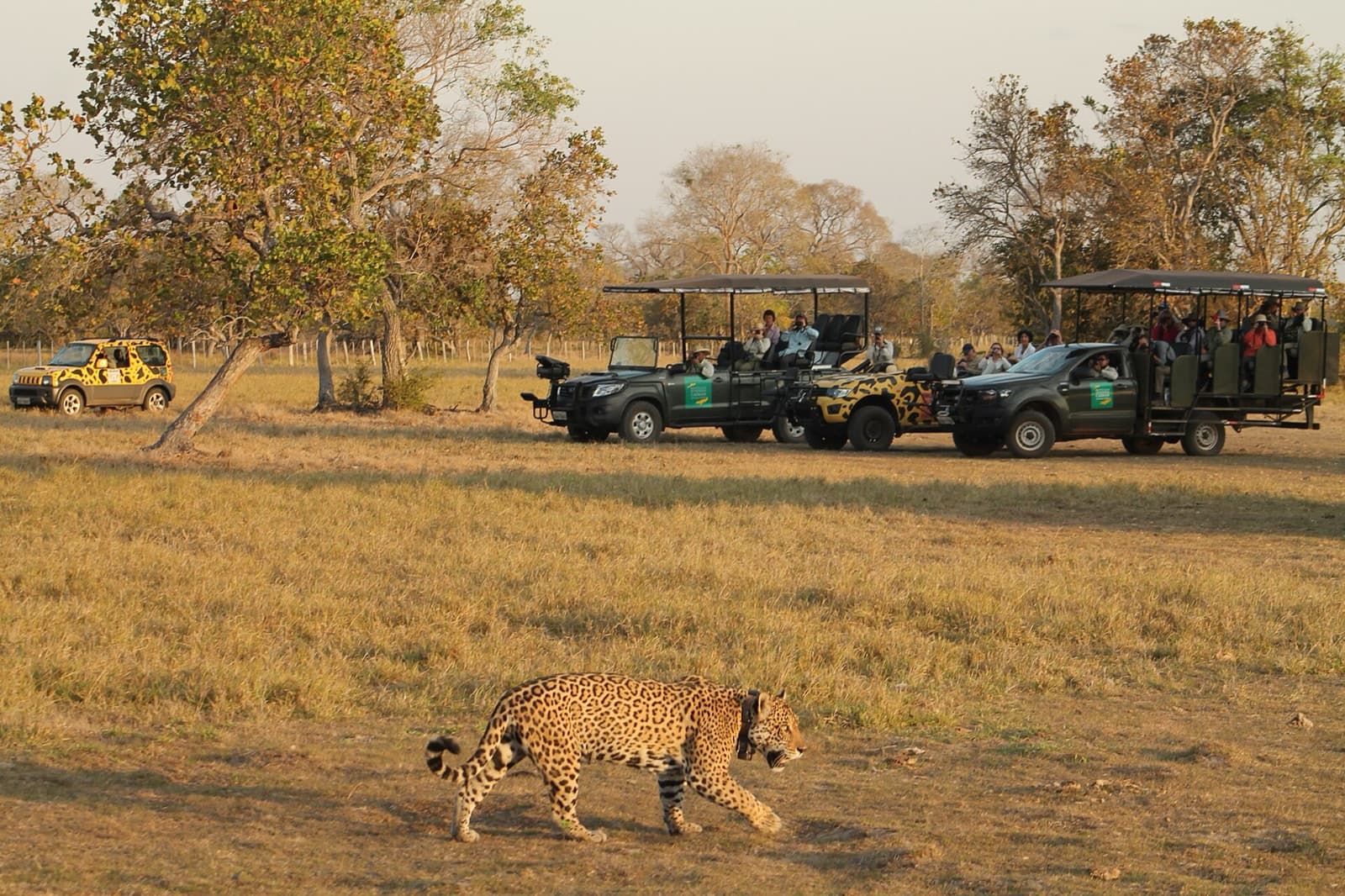 Collared jaguar walking across dry grassland in the southern Pantanal while three open safari vehicles of visitors watch from a distance