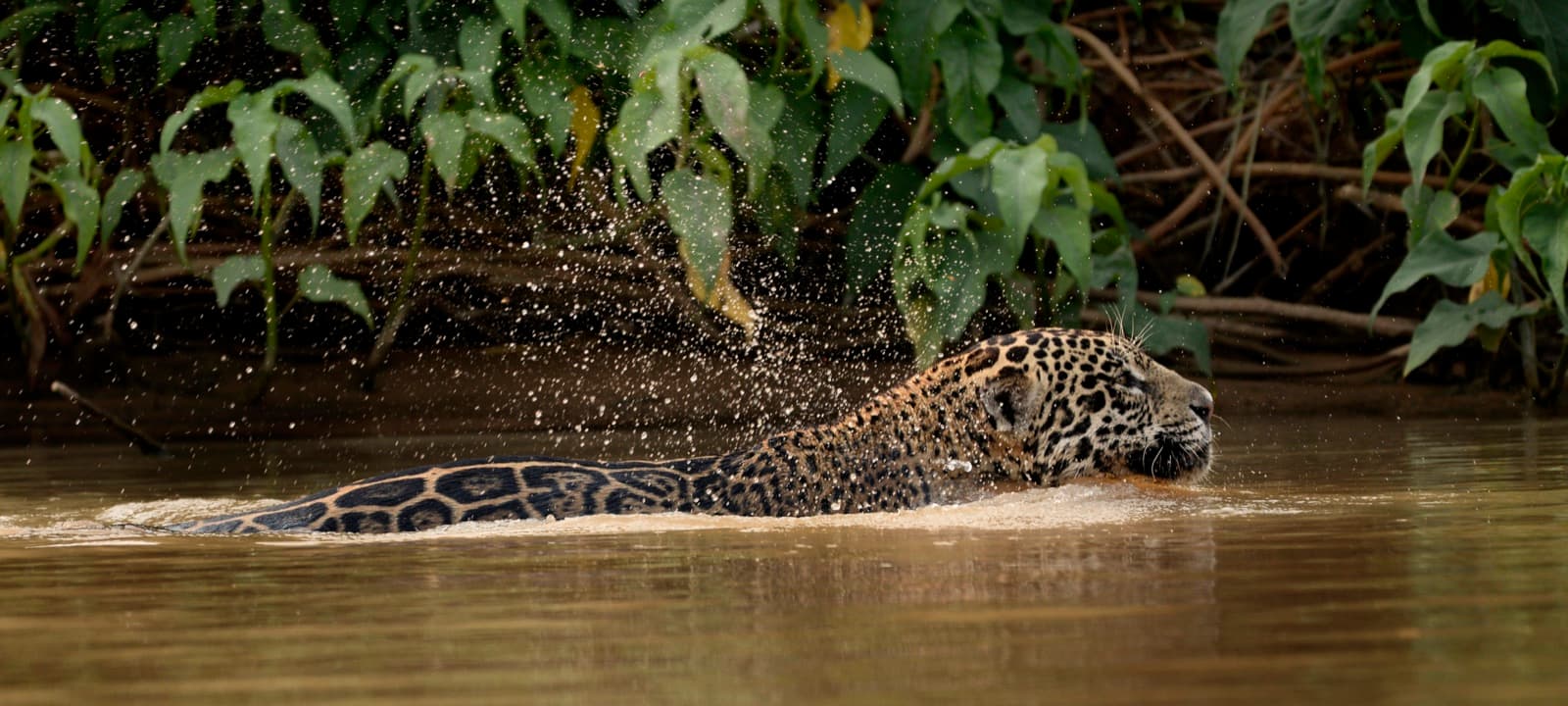 Wild jaguar swimming across a river in the northern Pantanal, throwing up spray, with dense green riverbank vegetation behind